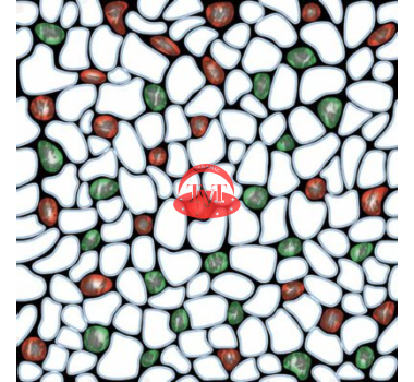 Gạch Prime 30x30 02374
